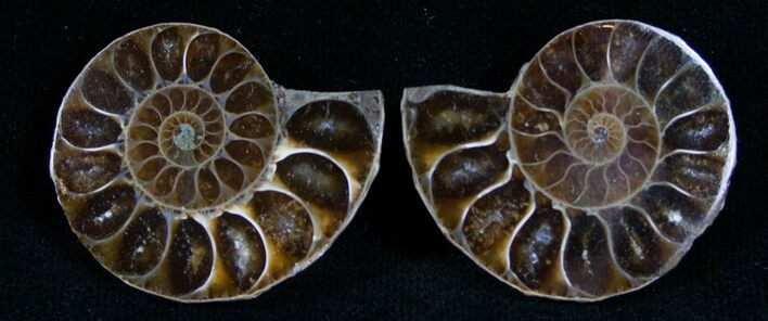 Small Desmoceras Ammonite Pair #7541